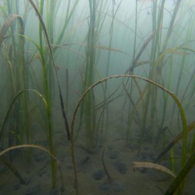 An eelgrass bed in Puget Sound. Photo courtesy of Oregon State University.