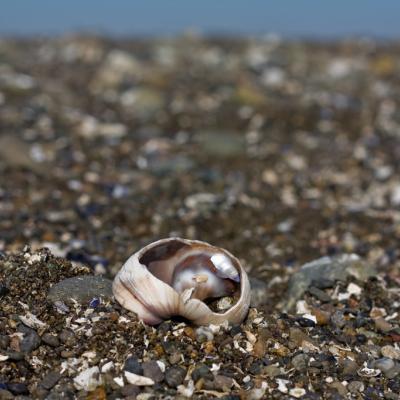 Fragile shell. Joe Doe (CC BY-NC-ND 2.0) https://www.flickr.com/photos/47104521@N08/4590994484/