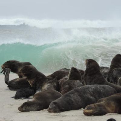 Northern fur seals haul out on San Miguel Island in the Channel Islands, California - Photo: NOAA Fisheries/Kristin Wilkinson, NMFS Stranding Coordinator