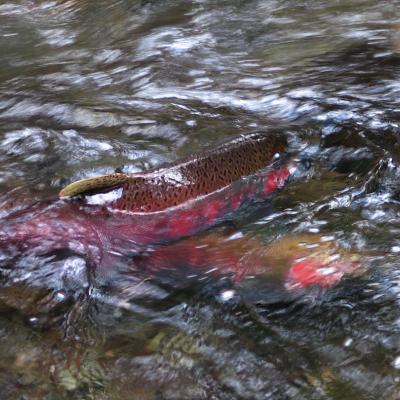 Salmon. Photo: Dan Hershman (CC BY-NC 2.0) https://www.flickr.com/photos/hershman/497293505