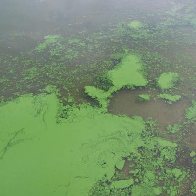 Algal bloom. Photo: Eutrophication&Hypoxia (CC BY 2.0) https://www.flickr.com/photos/48722974@N07/5120831456