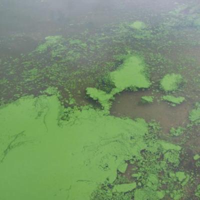Toxic algal blooms are sometimes associated with invasive plankton. Photo: Eutrophication&Hypoxia (CC BY 2.0) https://www.flickr.com/photos/48722974@N07/5120831456
