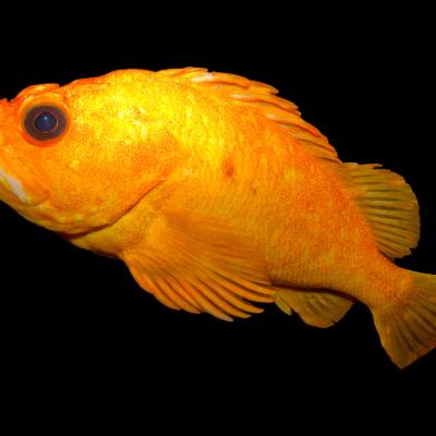 Yelloweye rockfish. Photo by Brian Gratwicke; Creative Commons Attribution 2.0 Generic license: http://www.flickr.com/photos/19731486@N07/5624404677