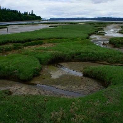 Tidal marsh at the Nisqually National Wildlife Refuge in Puget Sound. Photo courtesy of USFWS.