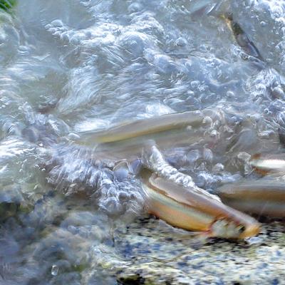 Spawning Surf Smelt. Fidalgo Bay. Photo: Copyright Jon Michael https://www.flickr.com/photos/-jon/5892559865