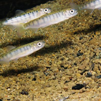Chinook Salmon (juvenile) Photo Credit: Roger Tabor/USFWS. https://www.flickr.com/photos/usfwspacific/6093338474