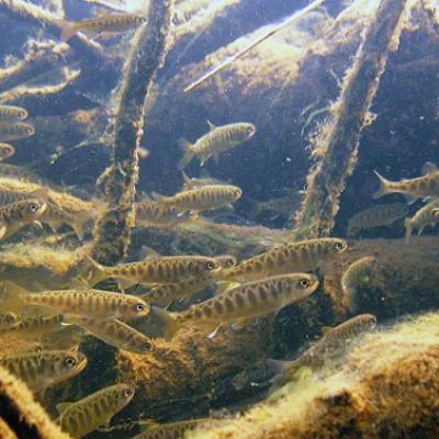 School of juvenile chinook/king salmon. Photo: USFWS/Togiak National Wildlife Refuge (CC BY-NC-ND 2.0) https://www.flickr.com/photos/usfws_alaska/6479109041/