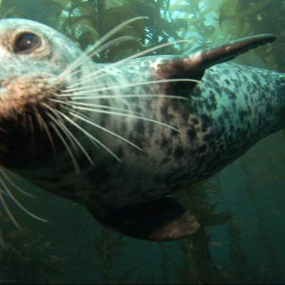 Harbor seal in Puget Sound. Photo courtesy of NOAA. 
