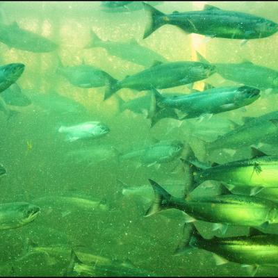 Returning sockeye salmon packed gill-to-gill in the viewing windows at the Ballard Locks fish ladder. Photo: Ingrid Taylar (CC BY-NC 2.0) https://www.flickr.com/photos/taylar/7511895940