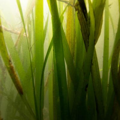 Inside the Eelgrass beds. Photo: Eric Heupel (CC BY-NC 2.0) https://www.flickr.com/photos/eclectic-echoes/7654885752