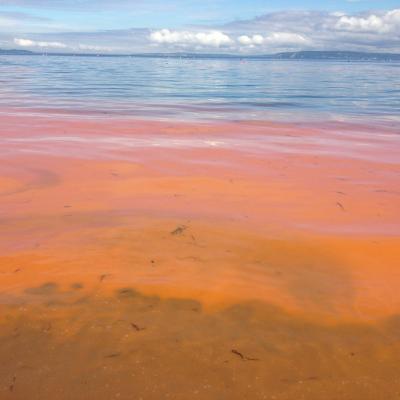 The rapid growth of a red-orange algae, Noctiluca scintillans, dramatically colors the waters of Puget Sound near Edmonds on May 16, 2013. Such algae blooms have been seen more frequently in recent years. Photo: Jeri Cusimano via WA Ecology (CC BY-NC 2.0) https://www.flickr.com/photos/ecologywa/8744775119