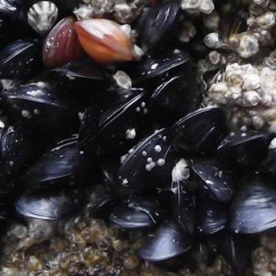 Bay Mussels (Mytilus trossulus) on Edmonds Ferry Dock.