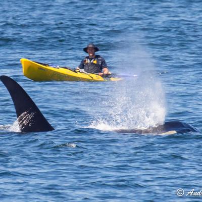18-year-old L92 Crewser male resident orca, born 1995, and kayaker. Photo: Andrew Reding (CC BY-NC-ND 2.0) https://www.flickr.com/photos/seaotter/9259744196/