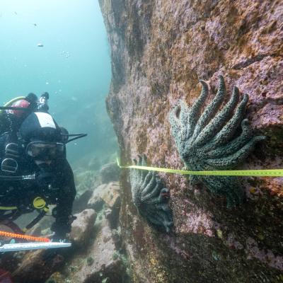 An underwater diver holding a clipboard examines sea stars attached to a large rock with a measuring tape stretched across them.
