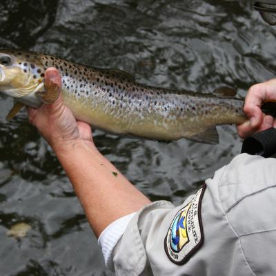 A US Fish & Wildlife Atlantic employee displays an Atlantic Salmon with characteristic large black spots on the gill cover. Credit: Greg Thompson/USFWS (CC BY 2.0) https://www.flickr.com/photos/43322816@N08/9680675578