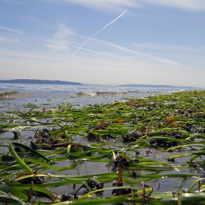 An eelgrass bed near Bainbridge Island, Washington. David Ayers/USGS