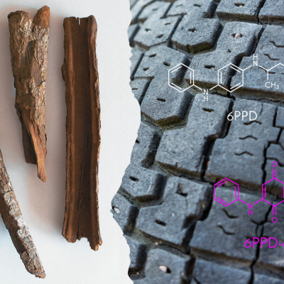 Diptych of cinchona bark and tire tread, overlaid with chemical structures of 6PPD and 6PPD-quinone.