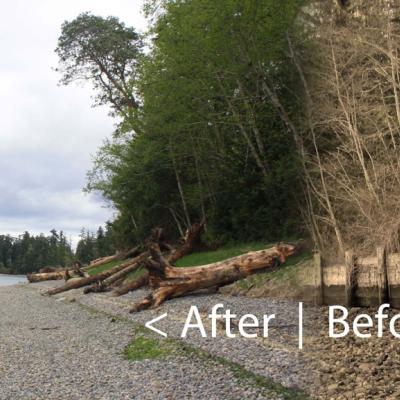 Before and after composite view at the site of a 2013 bulkhead-removal project on the shore of Penrose Point State Park in Pierce County. Composite: Kris Symer, PSI; original photos: Kristin Williamson, South Puget Sound Salmon Enhancement Group