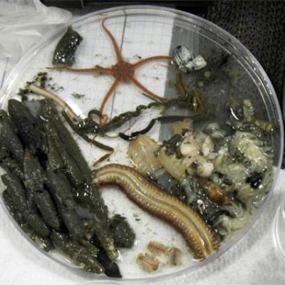 Benthic invertebrates are indicators of sediment health. Photo by D. Hyrenbach, NOAA.