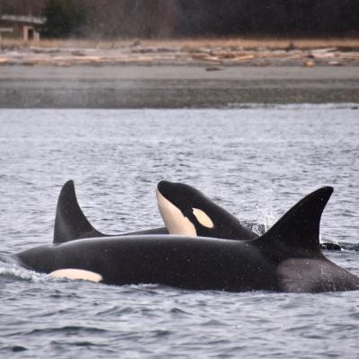 Bigg's killer whales. Photo: copyright Monika Shields, with permission