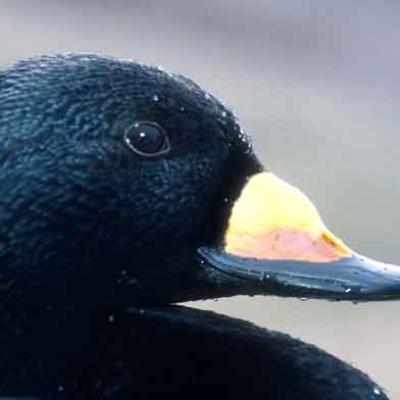 Black Scoter (Melanitta negra), one of seven new birds added to a Salish Sea-wide list of species of concern. Photo courtesy of USGS.