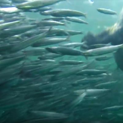 A harbor seal hunting anchovies. From Howe Sound Ballet video by Bob Turner: https://youtu.be/Ycx1hvrPAqc