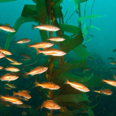 A school of brightly colored orange fish shown swimming near kelp.