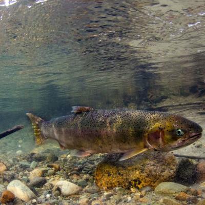 A steelhead (Oncorhynchus mykiss) in the Cascade River, WA, 2014. Photo: © Morgan Bond http://www.morganhbond.com/