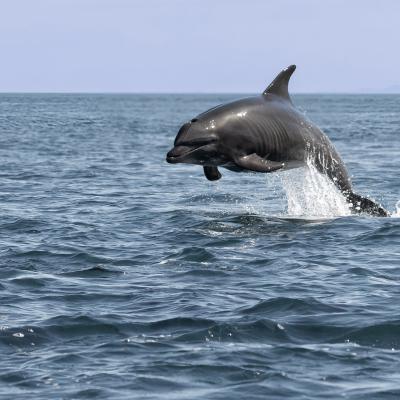 Dolphin leaping out of the water.