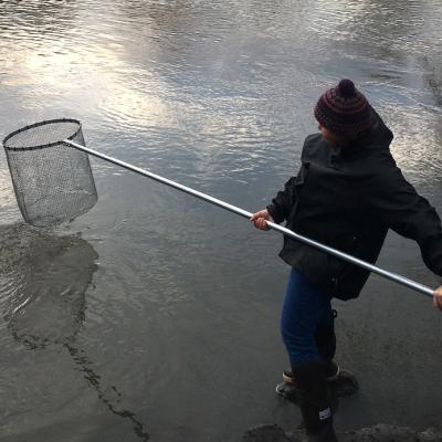 A woman standing on a rock in a river holding a long pole with a net on the end. Photo: Rachael Mallon