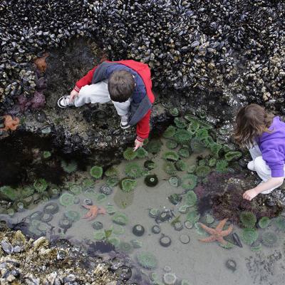 Photo by Brandon Cole. All rights reserved. Courtesy of Explore the Salish Sea: A Nature Guide for Kids. 