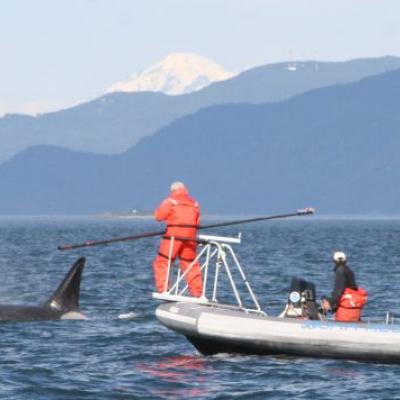 Researchers led by veterinarian Pete Schroeder capture the breath of orcas in a search for pathogenic organisms from 2007 to 2009. // Photo courtesy of Pete Schroeder