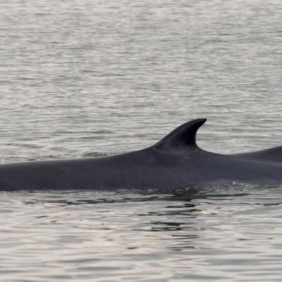 Two Bryde's whales surfacing together, showing their dorsal fins and backs above the water.