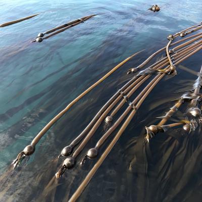 Bull kelp floating on the surface of the sea