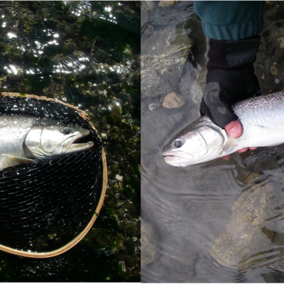Two side by side photos. Left: a silvery fish in a wooden handled net at above the surface of clear water and stones. Right: Two hands with fingerless gloves holding a fish just above the water surface.