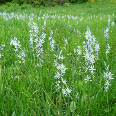 Field of camas lilies