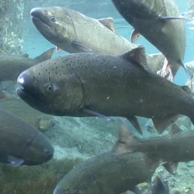 Spring Chinook Salmon. Photo: Michael Humling, US Fish & Wildlife Service