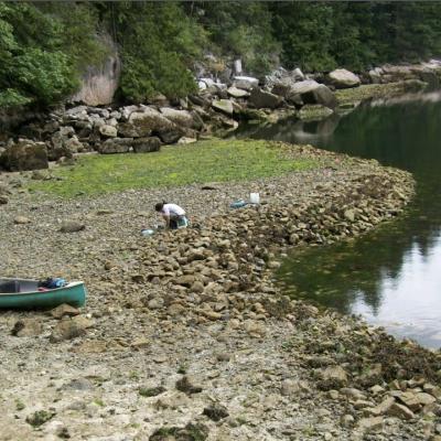 Human-built clam gardens are found in the lower intertidal zone and characterized by a level terrace behind a rock wall. Photo: Amy S. Groesbeck