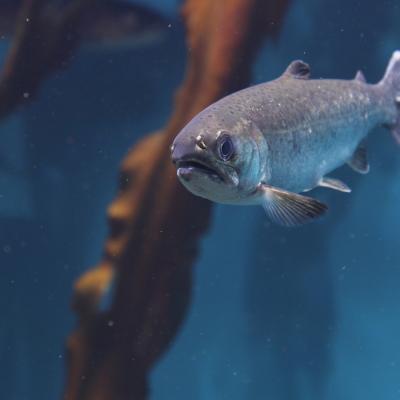 A single salmon swimming underwater with brown kelp against a blue background.