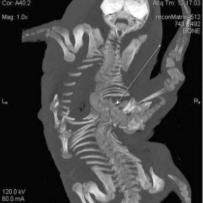 FIGURE 2. Dorsoplanar computed tomography image of conjoined fetal twins in a harbor seal (Phoca vitulina) from San Juan County, Washington, USA. The arrow points to the fusion of the spines.