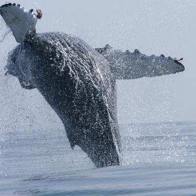 A humpback whale breaching