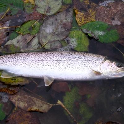 A fish with many small dark markings lying on its side in shallow water surrounded by fallen green, yellow, and brown leaves.