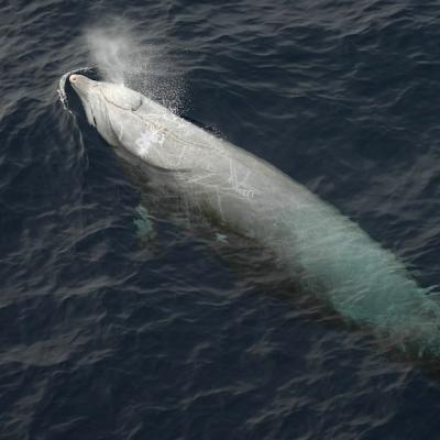 Cuvier's beaked whale surfacing and exhaling a visible blow of mist from its blowhole, with its pale body partially visible beneath the dark ocean water.