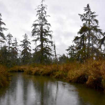 Tidal forest as viewed from an inner waterway of Otter Island in the Snohomish River estuary. Photo: Jeff Rice/PSI