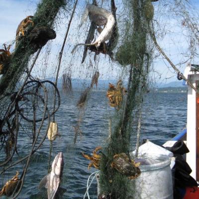 Derelict fishing gear with animal carasses found by the USFWS Puget Sound Coastal Program. Credit Joan Drinkwin/USFWS https://flic.kr/p/8TX8CQ (CC BY 2.0)