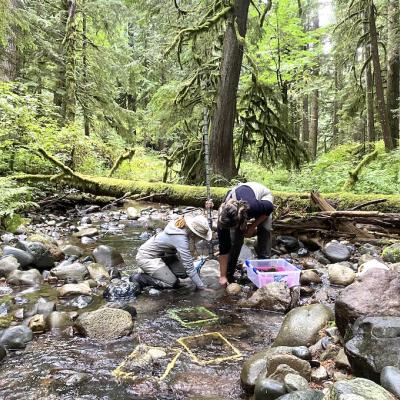 Two people lift a basket of rocks from a stream flowing through a forest.
