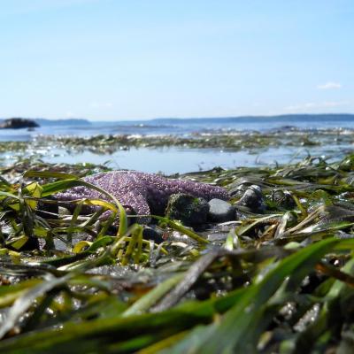 Eelgrass at Alki Beach, Seattle. Report cover photo: Lisa Ferrier