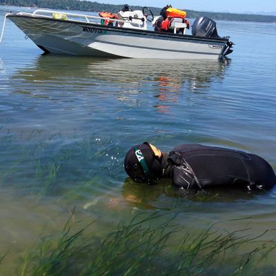 Jeff Gaeckle measures the length of the eelgrass blades as part of a monitoring project near Joemma Beach State Park in South Puget Sound. Photo: Chris Dunagan