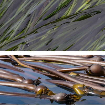 Closeup photos of green eelgrass and brown bull kelp.