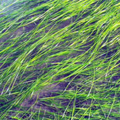 Eelgrass bed. Photo: NOAA
